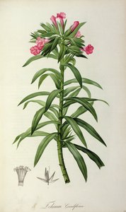 Echium Grandiflorum, från 